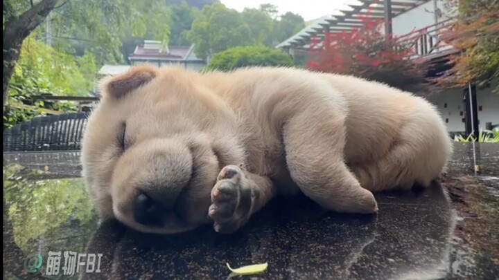 "Dogs need to listen to dog songs"