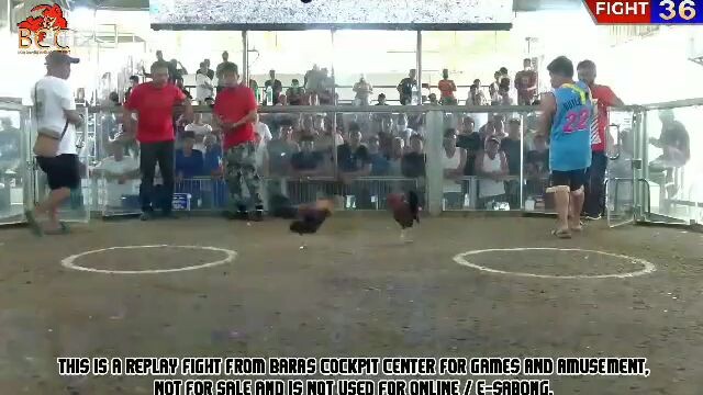 JMJ8 Red Son Of WhiteFeet 2. Speed, Timing, And Cutting.