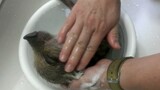 [Động vật] Tắm cho bé lợn rừng