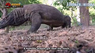 ENG. Law of the Jungle 277