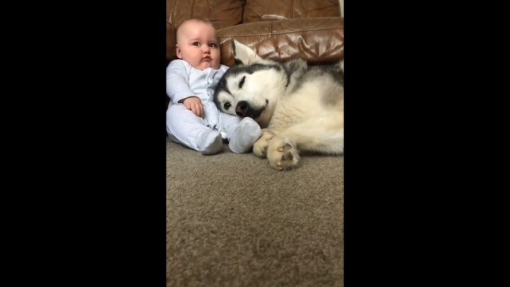 สุนัขที่อยู่เคียงข้างเจ้าของตั้งแต่เกิด คอยดูแลลูกของเจ้าของมาตลอดจนเติบโต ในที่สุดก็จากไปในอ้อมกอดข