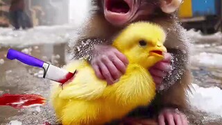 猴子拯救小鸡
