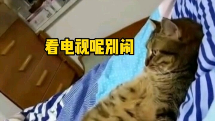 Some cats already think of themselves as humans!