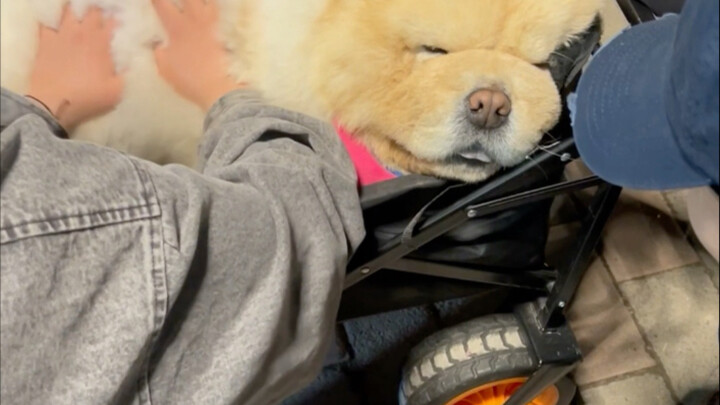 Dog-walking tip: Stay clear of college students!