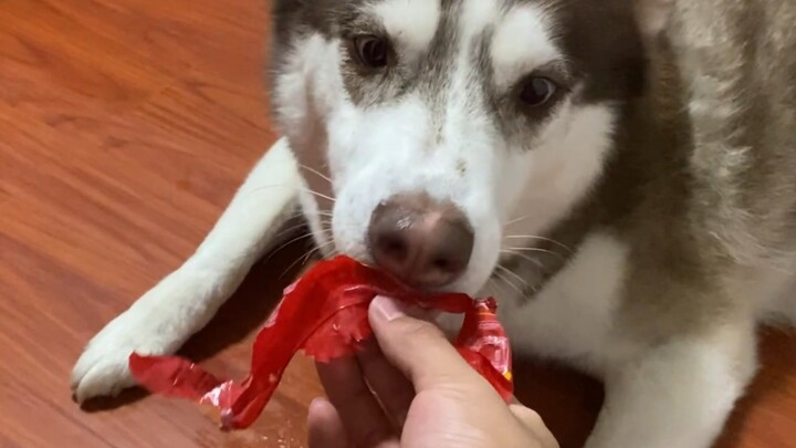 Husky: Do it yourself, and you’ll have enough to eat!