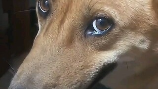 Do you know why dogs don’t dare to make eye contact with you?