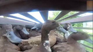 After harvesting the rice, farmers released about 10,000 ducks into the fields to eliminate pests. T