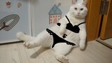 [Pet MV] The furry white cat "Bai Pang" funny music video