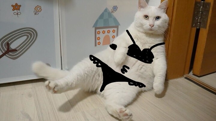 Kucing itu Menyinggung Siapa? [Kucing Gila Cina Terbaru: Bai Pang]