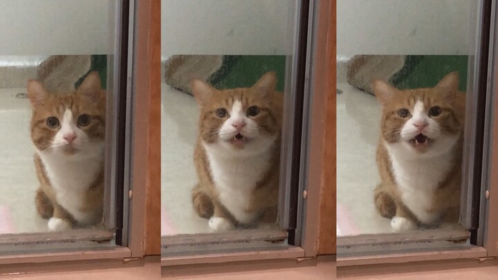 A Mi: “Đồ đàn bà, mau ra đây! Chỗ này nguy hiểm lắm!!”