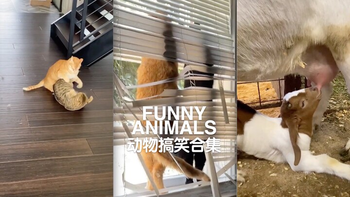 FUNNY ANIMALS | Animal Comedy Compilation