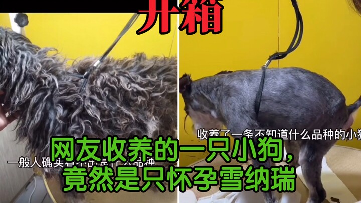 A little dog adopted by a netizen turned out to be a pregnant Schnauzer.
