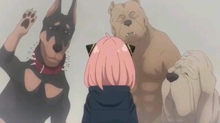 Three dogs with more arrogant expressions than Aniya