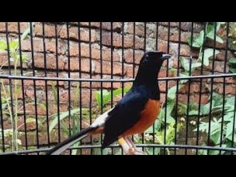 Cukup kasih makan pagi sore! Sangat Mudahnya merawat murai batu medan