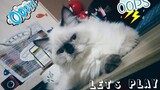 Yodi wants to play | Cat Vlog #7