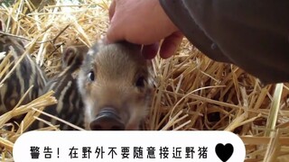 Lying in a wild boar's den, playing with little piglets