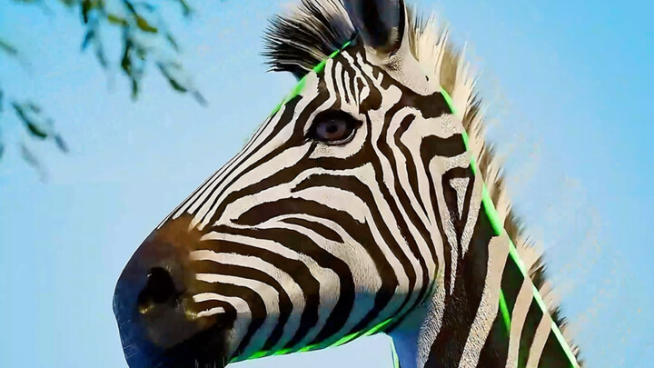 Simulating zebra stripes can reduce cattle’s exposure to mosquitoes and other pests, improving their