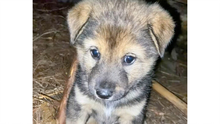 Bilibili friends, you’ve probably never seen Little Yellow before!