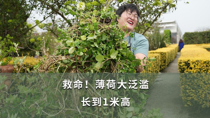 ช่วยด้วย! สะระแหน่ระบาดหนัก โตสูงถึง 1 เมตร!