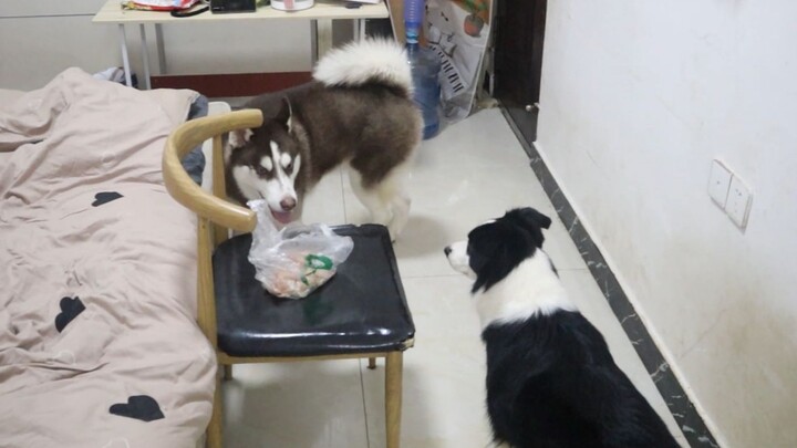 The owner leaves a bowl of meat at home and then purposely goes out—will the German Shepherd and the