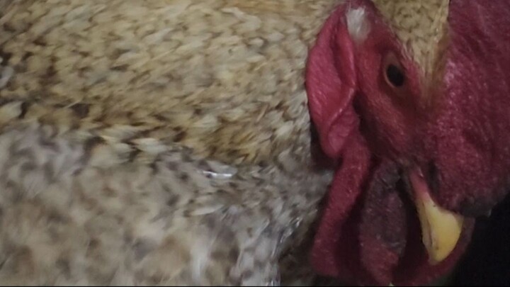 My Home Chicken Pet