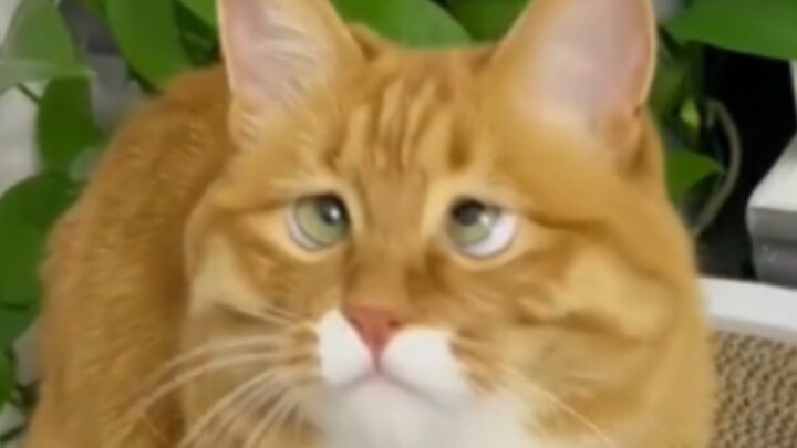 “A Three-Jin Kitten, a Two-and-a-Half-Jin Heart of Schemes”