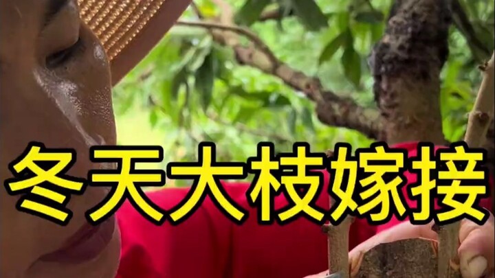 تطعيم الفروع الكبيرة في الشتاء # تقنية التطعيم #