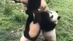 funny panda😊