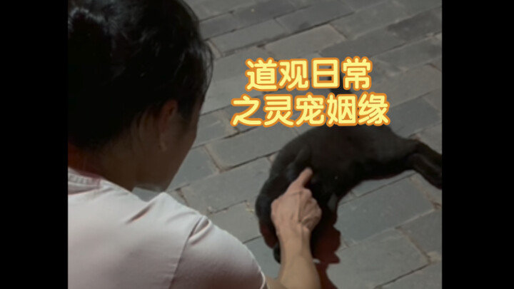 Taoist Monastery Daily Life: Spiritual Pet Marriage Matchmaking Course