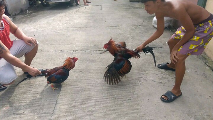 pingas vs son sota spar ng mag ama