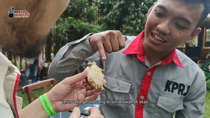 Bearded Dragon, Sulcata, Cornsnake, Tokek dalam satu tempat. Yuk kenalan bareng KPRJ!