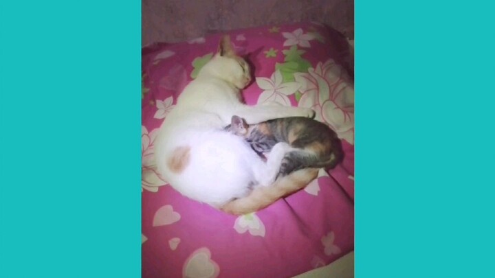 Sleepy cats MUNING and MUNANG