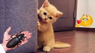 Try Not To Laugh Challenge : Funny Cats And Dogs Videos #7 - Funniest Animal Videos 2022