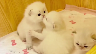 ลูกแมวน่ารัก&น่าLoveใจละลาย Ep21 baby cats cute and funny cat videos compilation เหมียวๆ