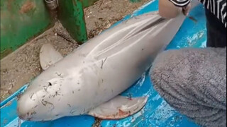 Nationally first-class protected little cutie, the Yangtze finless porpoise!