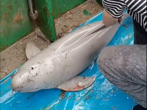 Loài cá heo sông cấp độ bảo vệ cấp một của quốc gia!