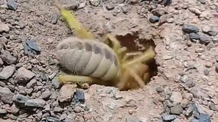 A fluffy sun spider is intently digging a hole—so cute, I just want to poke its belly!