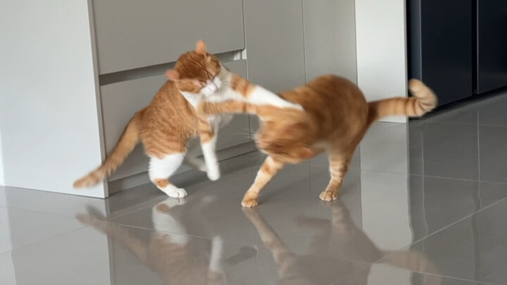 The struggle for the crown prince has always been like this! Tell me loudly—who’s the real master of