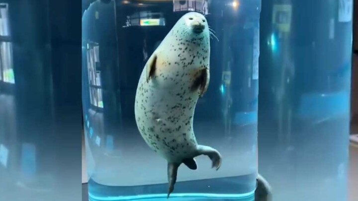 The seal rises as usual