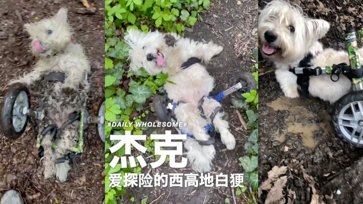 Jack – a West Highland White Terrier who loves to go on adventures but often ends up in mishaps.