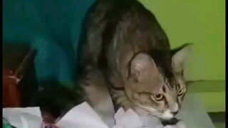 Kucing ciko si tukang onar