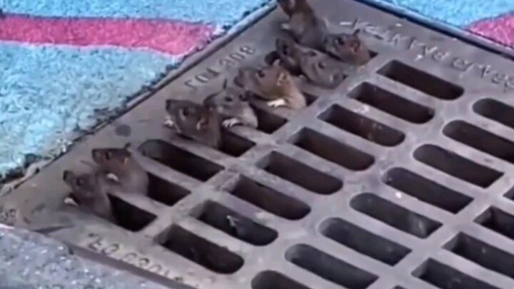 ยากหอยโข่ง