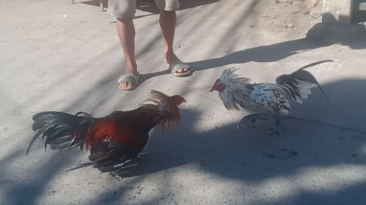 MAYAHIN VS BANGKAS LAKAS NG PALO