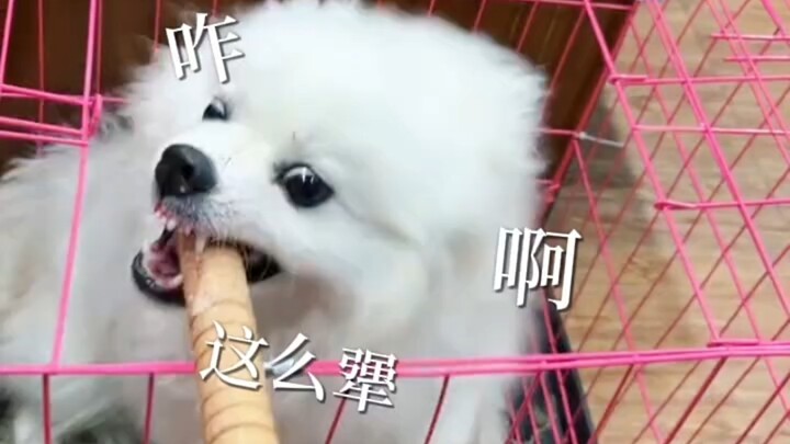 Ông Bối Lặc trổ tài tuyệt kỹ gọt đầu bút chì