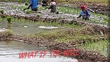 planting of rice