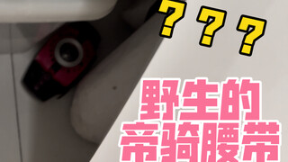 神奇！这里居然有野生的帝骑品红腰带？？？
