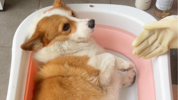Stress-relieving dog washing. If you miss it, you have to wait another month.