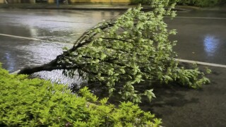 في البداية، لم يهتم أحد بهذه المطر