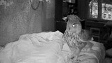 Binatang|Burung Hantu Membangunkan Pemiliknya yang Tidur