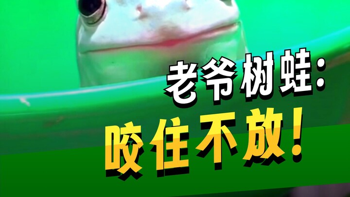 The grandpa tree frog who wants to taste everything is just too cute!